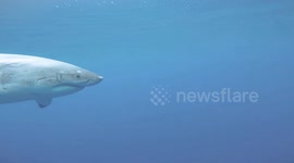 Great White Shark warning behavior
