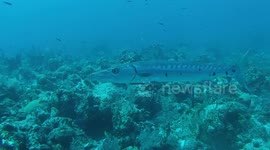 Barracuda in Turks and Caicos
