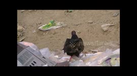 Close Up Shot of Vulture