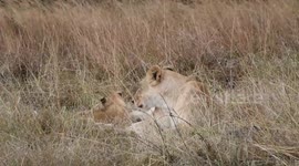 Lion cubs play when a Martial Eagle attempts to snatch a cub 1223 - Kicheche Mara Camp, Mara North Conservancy