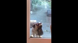 Cavalier King Charles enthusiastically licks window