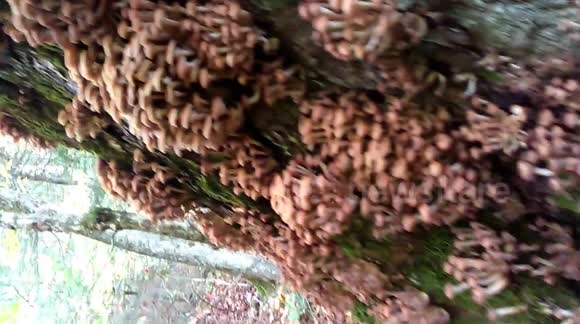 Thousands of mushrooms grow on tree in New Hampshire
