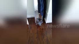 Kitten reacts hilariously to seeing reflection for the first time