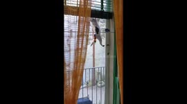 Cat slips while watching birds at a window in Salento, Italy