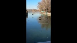 Black swans hilariously slide across frozen river at Summer Palace in Beijing, China