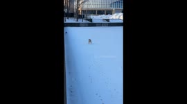 Dog embraces deep winter snow in Jilin, China