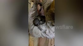 UK's second oldest sloth becomes father once again at the grand old age of 35