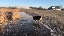 Bodhi's Frozen Fury: Witness the Dog's Hilarious Pond Meltdown!