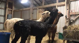 Caught on Camera: Bodhi Observes Alpacas in a Heated Spitting Battle!