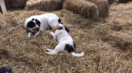 Can't Resist This! Adorable Puppy Fails to Get Big Sister's Attention