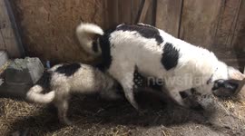 Digging Buddies: Shiloh's Hilarious Attempt to Help Luna