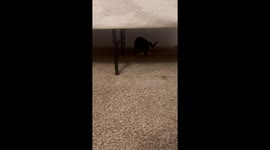 Kitten dances
