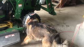 Uh Oh! Bodhi's Head Gets Stuck in a Cat Food Bag (Funny Dog Video)