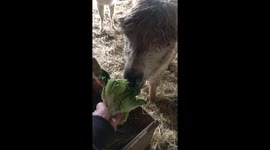 Adorable Alpaca ASMR: Mala Crunches on Fresh Lettuce Hand-Fed!