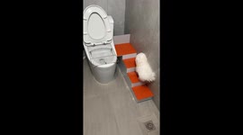Small white dog uses clever steps to reach toilet bowl in Guangdong, China