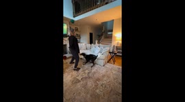 Doberman puppy accidentally tackles child during balloon play in Tallahassee, Florida, USA