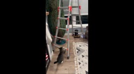 Mischievous cat climbs ladder next to Christmas tree in Charleston, South Carolina, USA