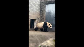 Panda scratches its bottom outside enclosure in China