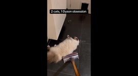 2 cats are obsessed with the Dyson vacuum