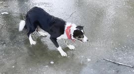 Border collie's first time on ice but still manages to retrieve ball