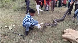 Snake catcher rescued a 15-foot-long python in India