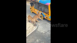 Chinese tour bus brought to halt as tiger bites its tyre
