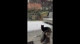 Cat's joyful reaction to first-time seeing snow delights internet