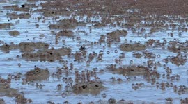 Thousands of crabs scurry along wet sand as tide recedes