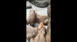 Tabby cat joins capybara friends in their zoo enclosure
