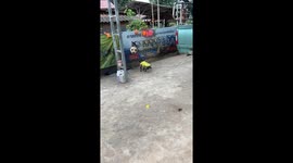 French Bulldog named after Bruno Fernandes show off impressive football dribbling skills