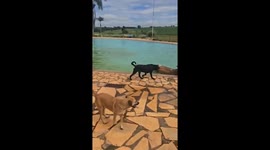 Cows that fell into swimming pool rescued by firemen in Brazil