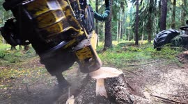 4K 60fps Slow Motion – Close-Up Felling of a Spruce Tree Using Harvester Head | Cinematic Forestry Footage