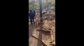 Fight breaks out between pet owners at Manhattan dog park