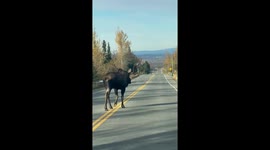 Alaskan Morning Moose Commute