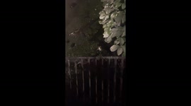 Gator launches out of the water toward startled visitor—TikTok filmed in Florida tops 3M views