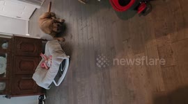 US: Dog alerts the owner that the baby is crying by whining and howling