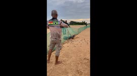 Alligator Feeds on Turtle Hatchlings