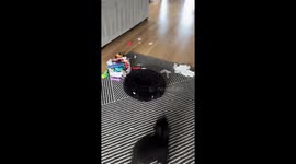 Tiny Toy Poodle Zoomies for TP