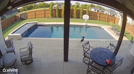 Doge Forgot We Had a Pool