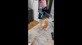 Orange Cat Withering Away by Automatic Feeder