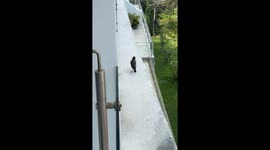 A Bird Stole a Joint