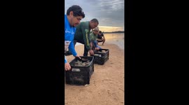 Releasing Baby Turtles After Annual Count for Conservation