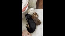 Cold Pups Push For Prime Warm Spot