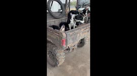 Border Collie Sleeping With His Tongue Out