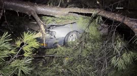 US, Los Angeles: Reseda Pine Tree Branch Crushes 2 Vehicles
