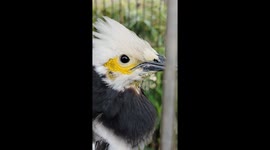 Bird Mimics Cat’s “Meow” Sound, Surprising Onlookers
