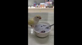 Adorable lovebird enjoys a healthy meal in Liaoning, China
