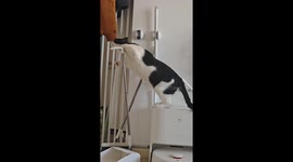 Curious cat falls while exploring hanging jacket in Hebei, China