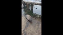 Playful seal vocalizing at Dongpaotai Seal Bay, Shandong, China