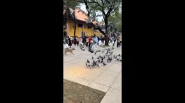 Dog disrupts bird feeding at Kaifu Temple in Hunan, China
